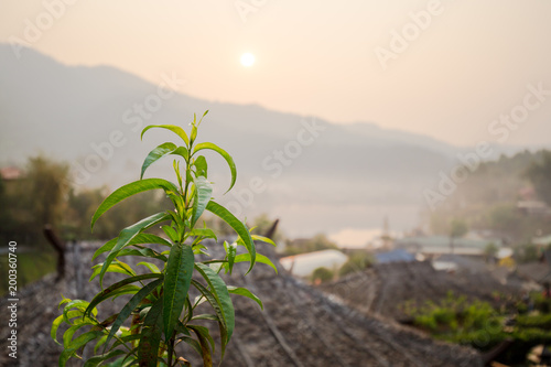 Ban Rak Thai  Mae Hong Son  Thailand. - green tea leaves at a plantation in the beams of sunlight.