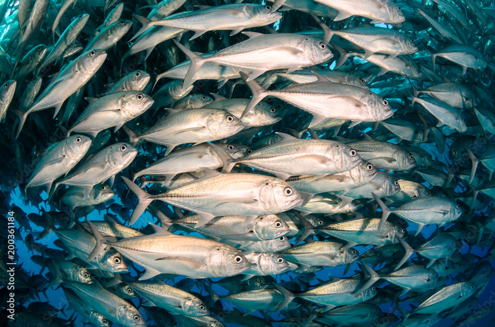 Fototapeta premium Big eye Trevally Jack, (Caranx sexfasciatus) in polarized school, bait ball or tornado with a diver taking pictures. Cabo Pulmo National Park. Baja California Sur,Mexico.