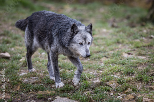 Black Wolf Animal