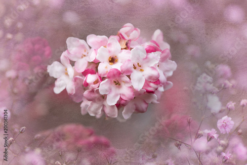 Rosa Viburnum Blüte mit zauberhafter Textur photo