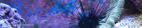 Reef tank  marine aquarium full of fishes and plants. Horizontal photo banner for website header. Tank filled with water for keeping live underwater animals. 