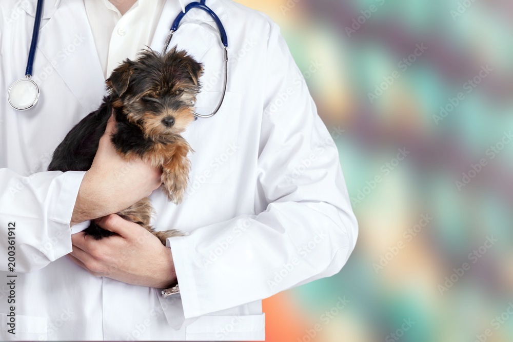 Small dog examined at the veterinary Small dog examined at the veterinary
