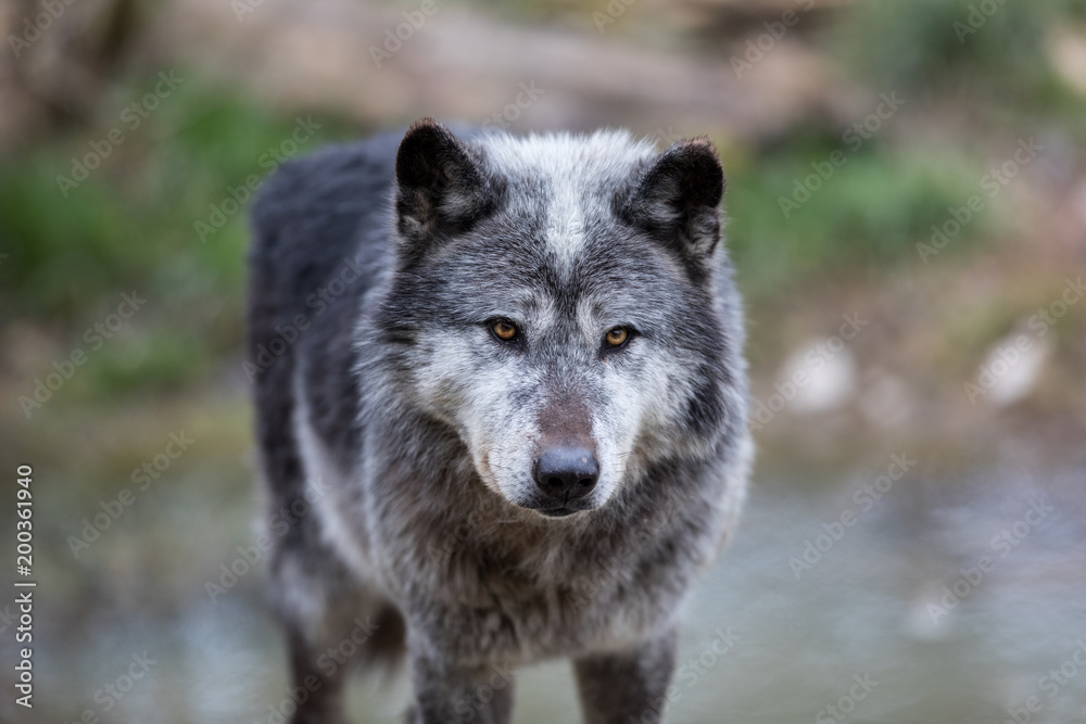 Black Wolf Animal StockFoto Adobe Stock
