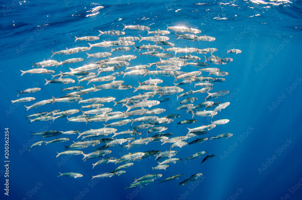 Obraz premium Sardine bait ball off the mexican coast.