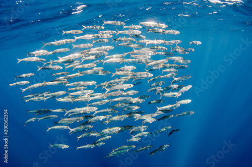 Sardine bait ball off the mexican coast. photo