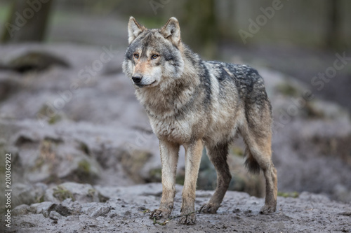 Grey Wolf Animal