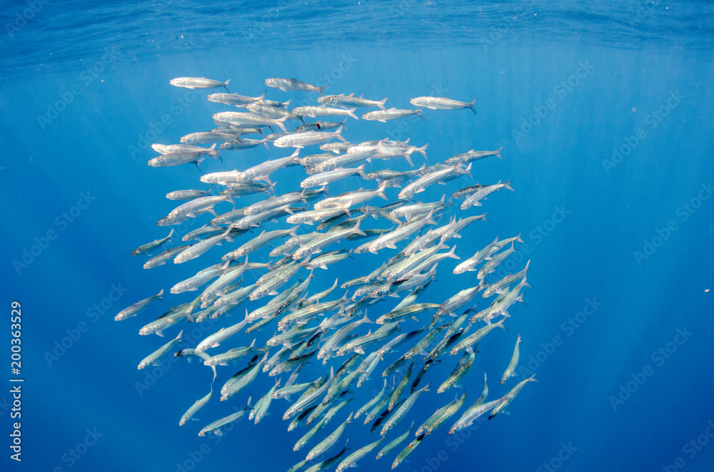 Obraz premium Sardine bait ball off the mexican coast.