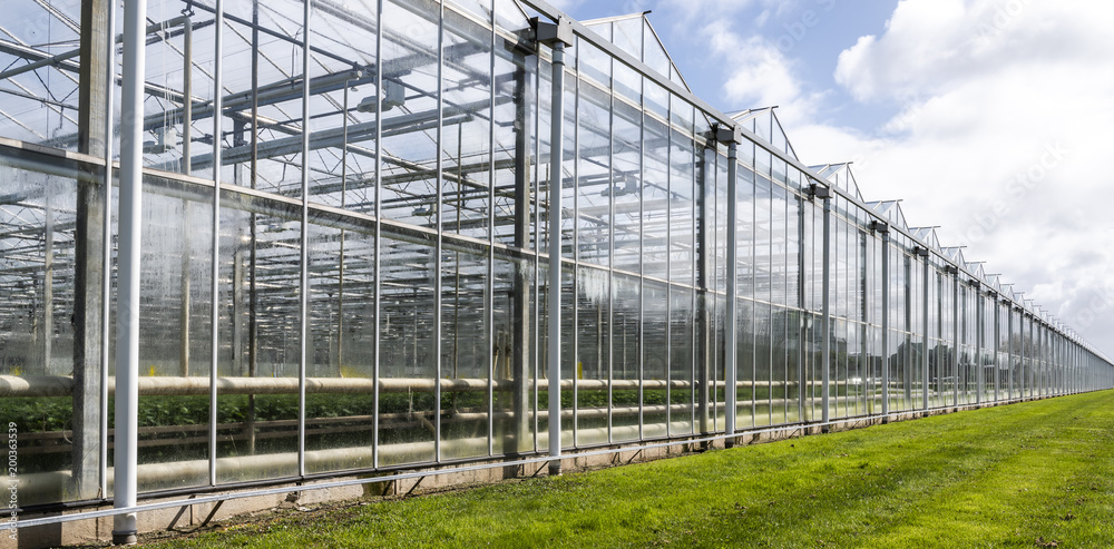 Greenhouse at Maasdijk