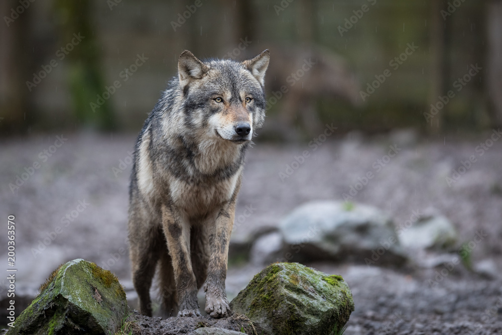 Grey Wolf Animal Grey Wolf Animal