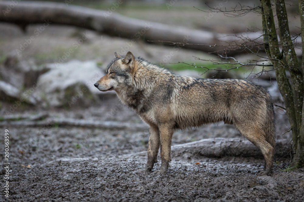 Grey Wolf Animal
