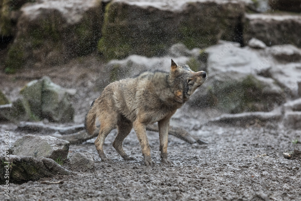 Grey Wolf Animal Grey Wolf Animal