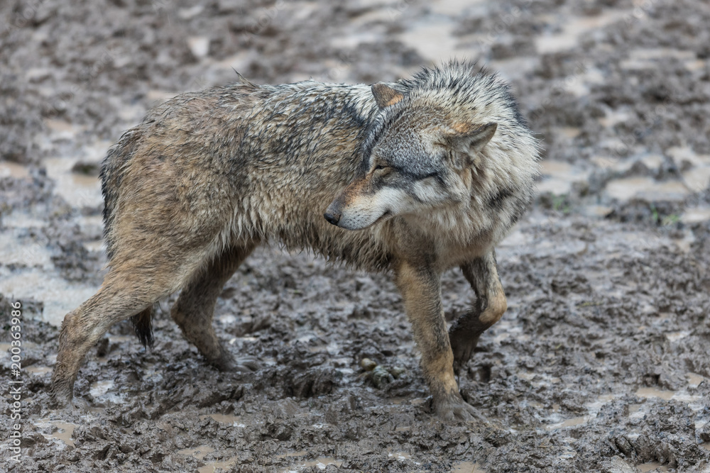 Fototapeta premium Grey Wolf Animal
