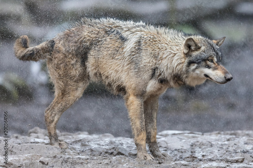 Grey Wolf Animal © AB Photography