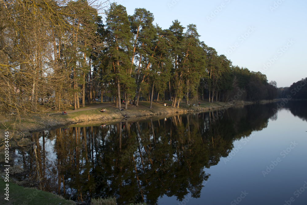 Obraz premium Landscape of pine forest at spring evening.