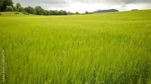 Aerial drone over the green grass of the Scottish Highlands