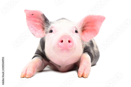 Portrait of a little cute pig isolated on white background