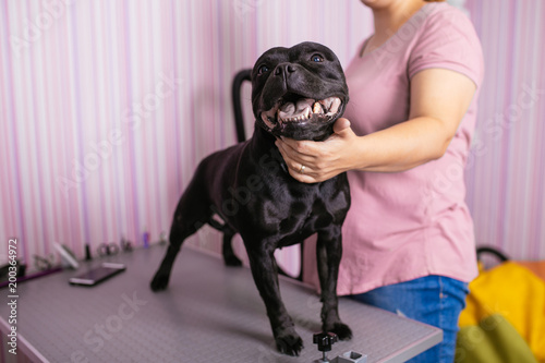 Dog grooming process. American Stafford terrier standing on the table while being brushed and styled by a professional groomer.