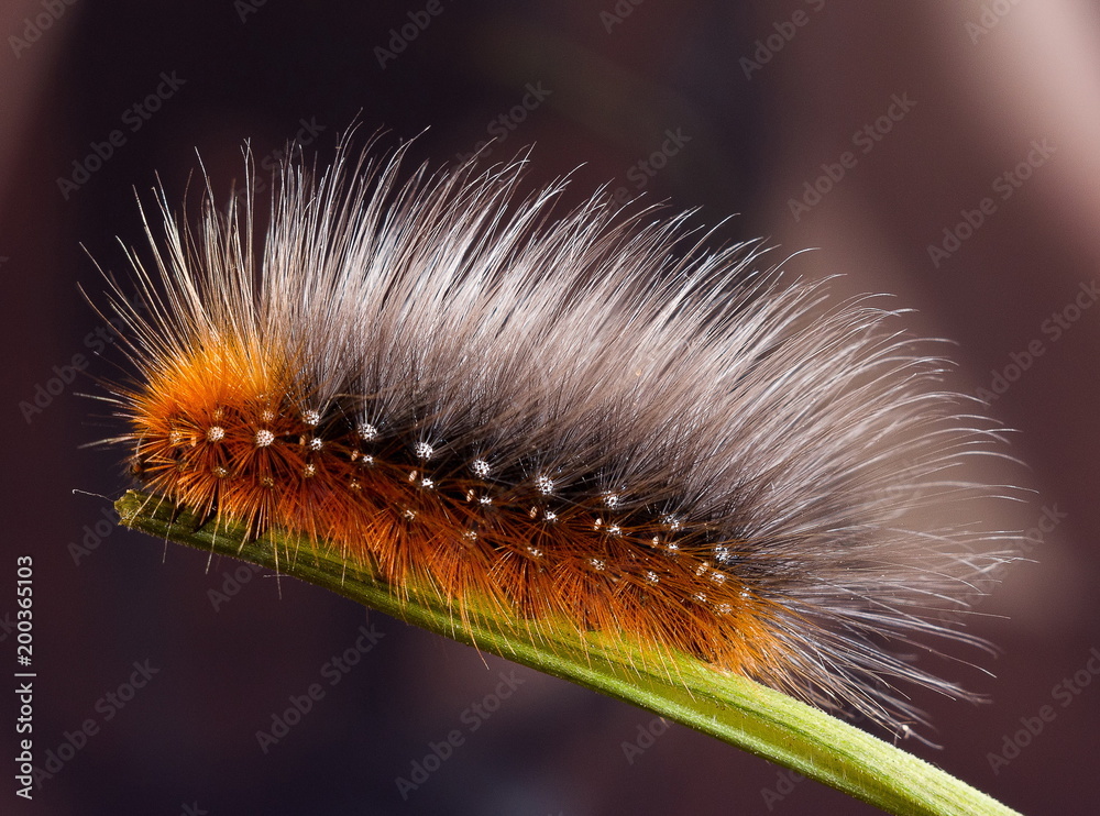 Caterpillar