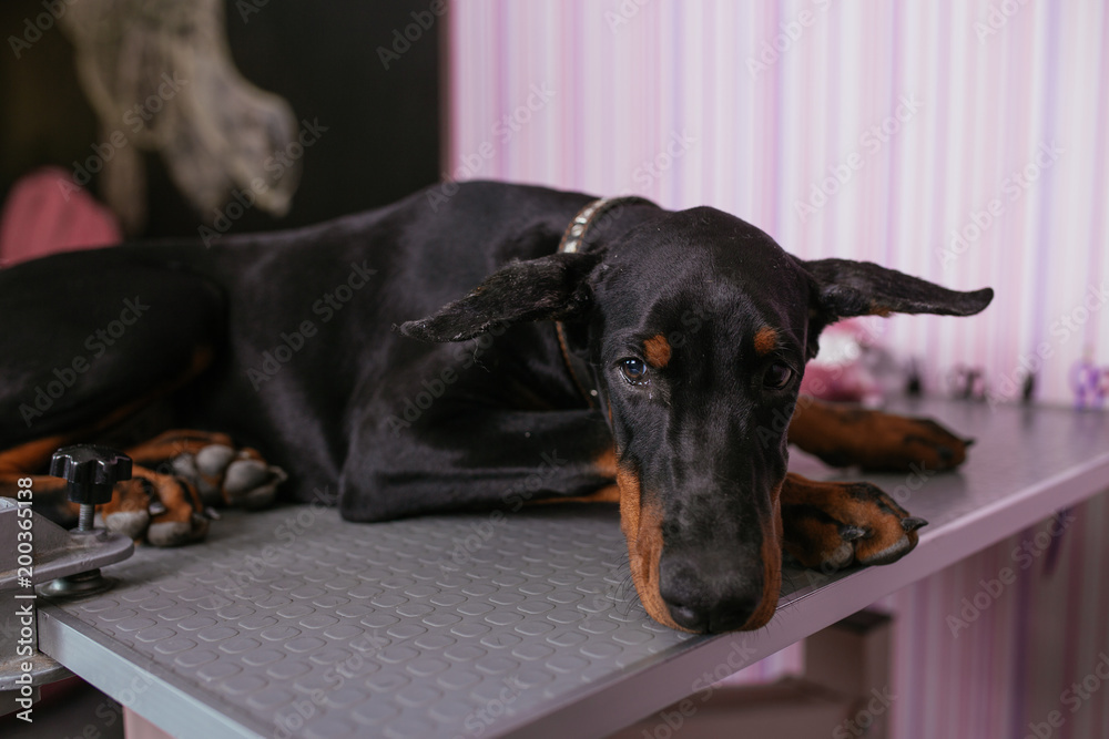 Purebred doberman cheap puppy