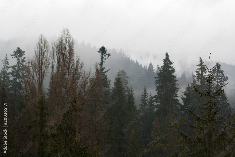 Forest tree tops in front of mountains hills covered with mysterious haze