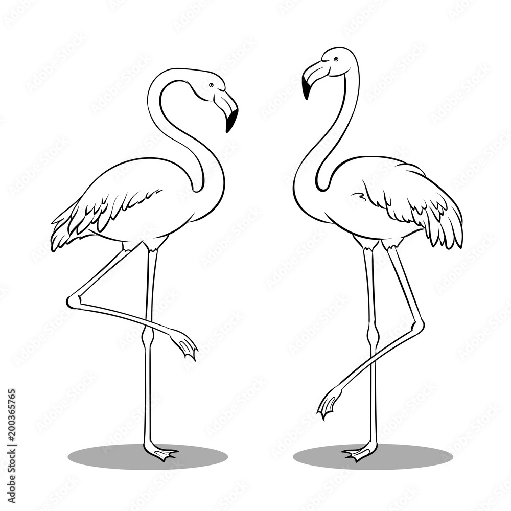 Fototapeta premium Pink flamingo bird coloring book vector