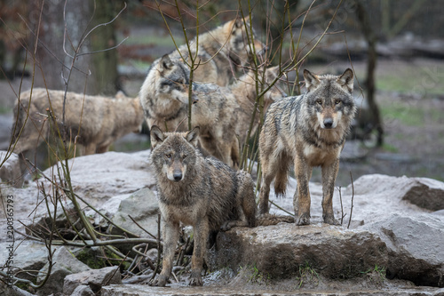 Obraz na płótnie Grey Wolf Animal w salonie