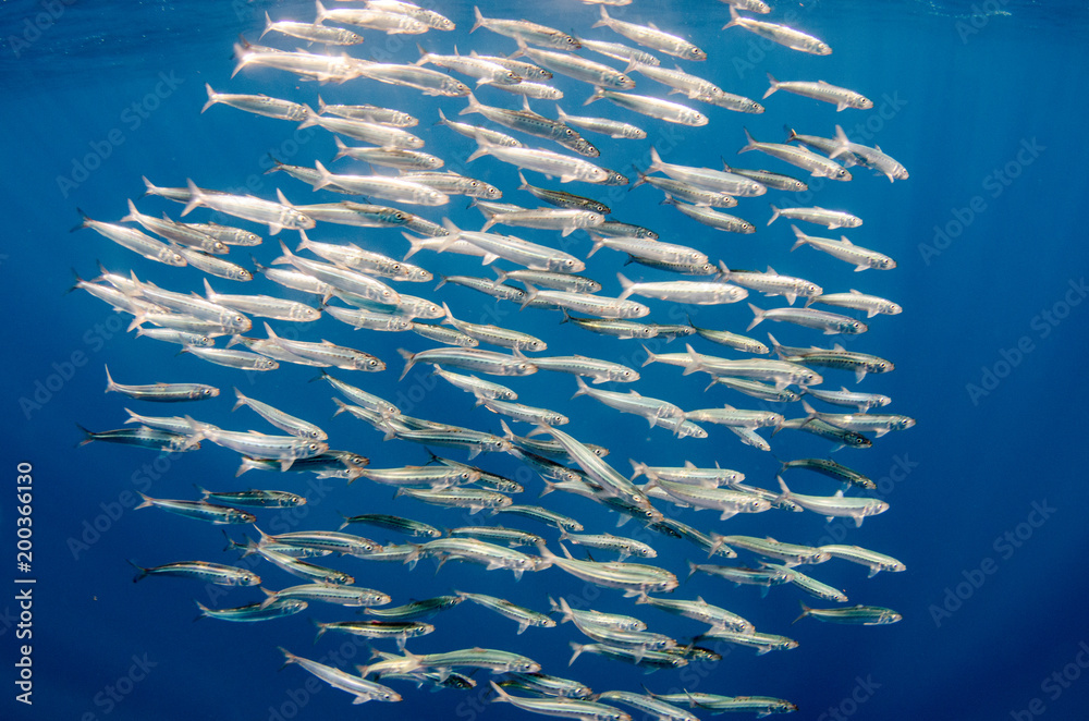 Fototapeta premium Sardine bait ball off the mexican coast.