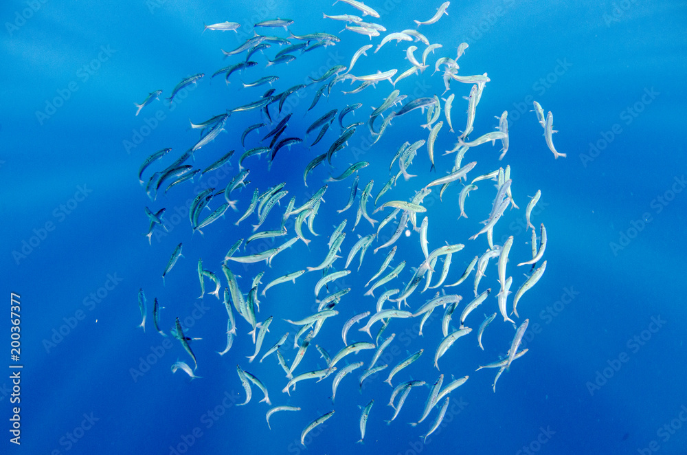 Fototapeta premium Sardine bait ball off the mexican coast.