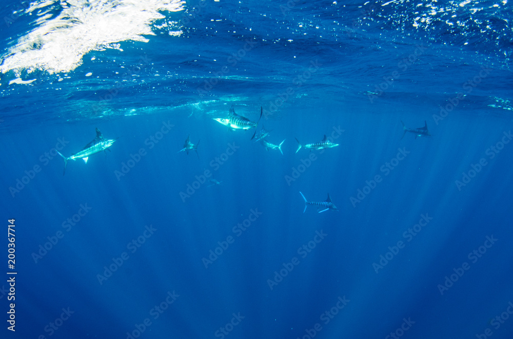 Fototapeta premium Striped marlin off the mexican coast