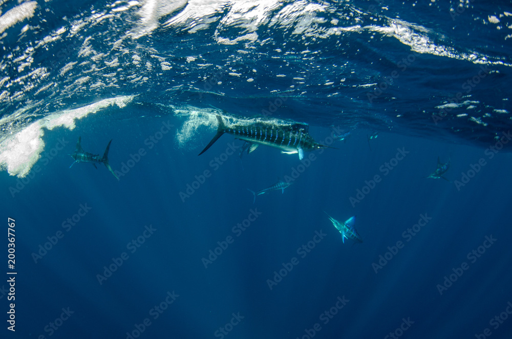 Fototapeta premium Striped marlin off the mexican coast
