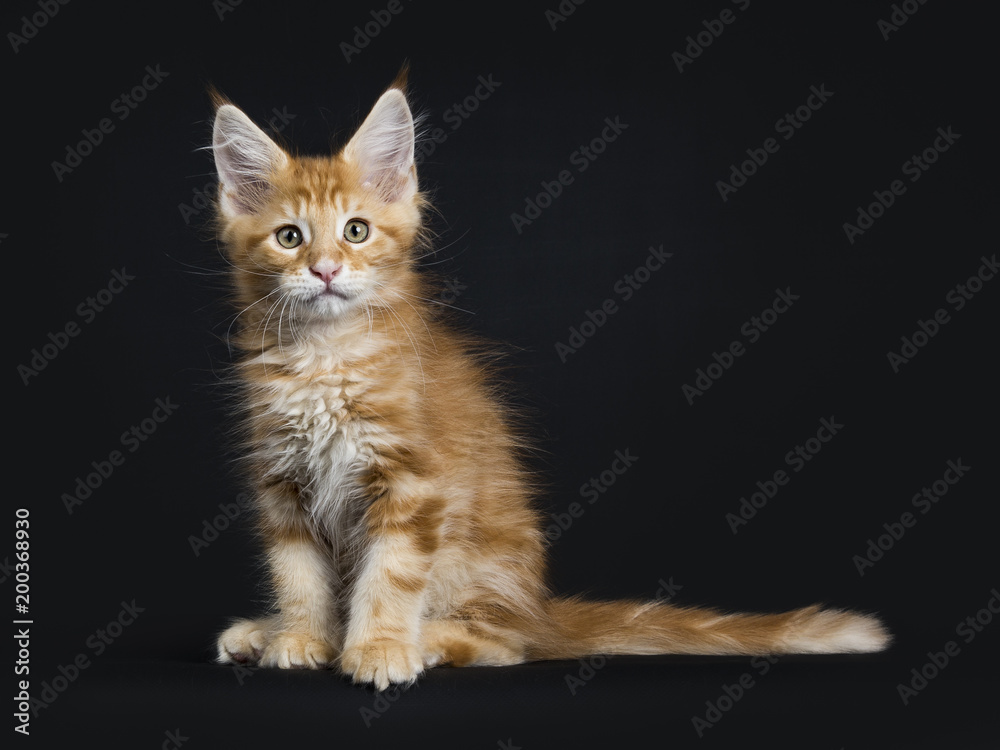 Cute red tabby Maine Coon kitten / cat sitting isolated on black background and looking at camera with long tail on the side