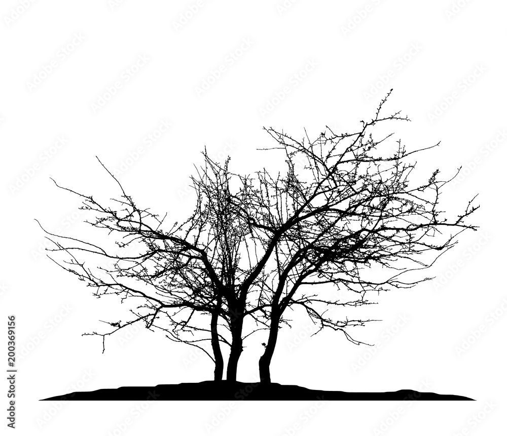 Realistic tree silhouette (Vector illustration).Ai10 Realistic tree silhouette (Vector illustration).Ai10