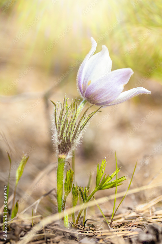 Pasque-flower growing in nature in the sunlight, macro spring floral background Pasque-flower growing in nature in the sunlight, macro spring floral background