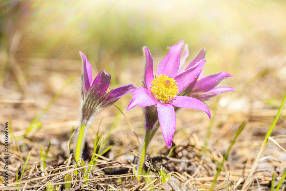 Pasque-flower growing in nature in the sunlight, macro spring floral background Pasque-flower growing in nature in the sunlight, macro spring floral background