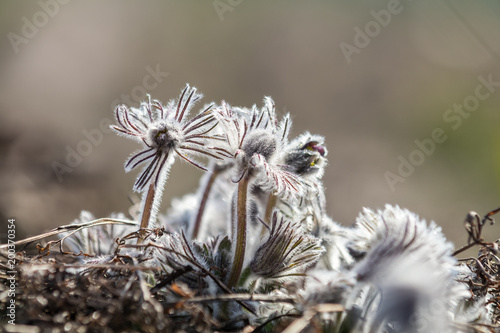 Beautiful spring violet flowers background. Eastern pasqueflower, prairie crocus, cutleaf anemone with water drops.Shallow depth of field. Toned. Copy space.