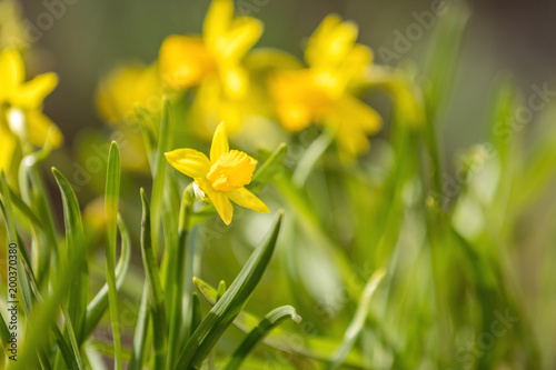 Fototapeta Naklejka Na Ścianę i Meble -  Yellow blooming daffodil. Sunny day.