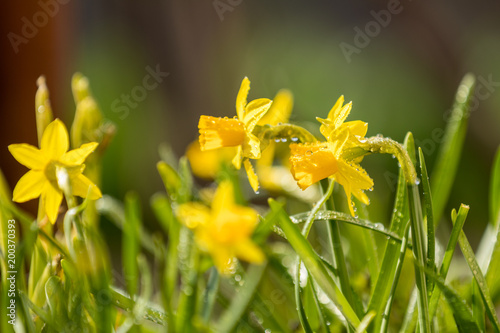 Fototapeta Naklejka Na Ścianę i Meble -  Yellow blooming daffodil with water drops.