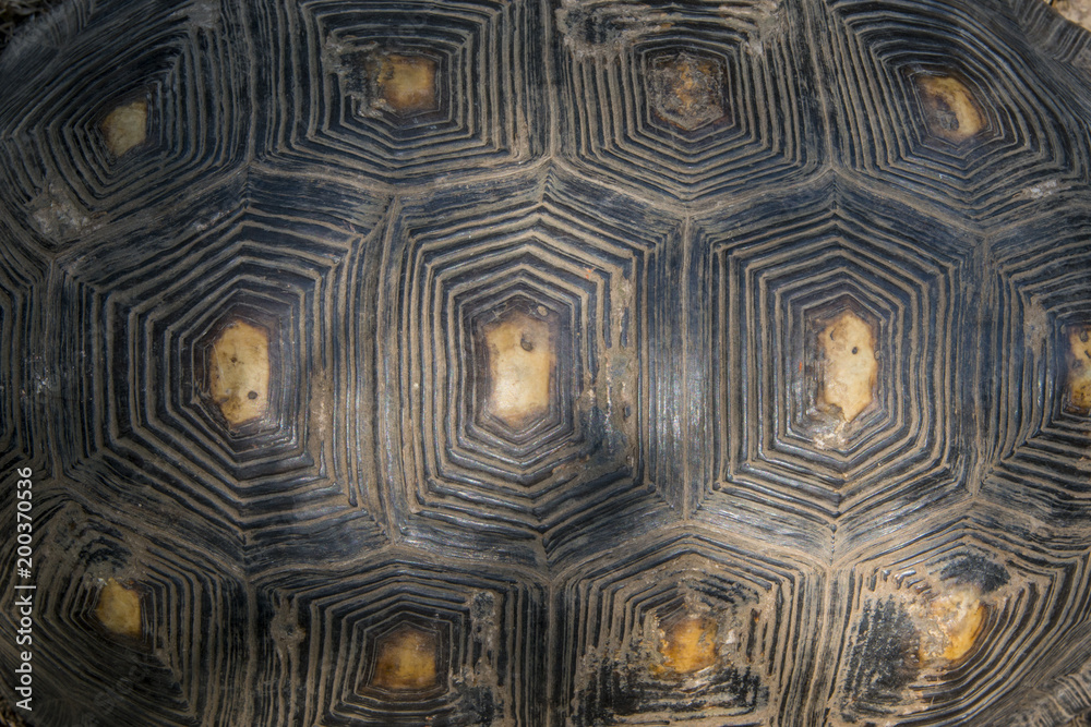 red-footed tortoise carapace (Chelonoidis carbonarius), red-footed tortoise carapace (Chelonoidis carbonarius),