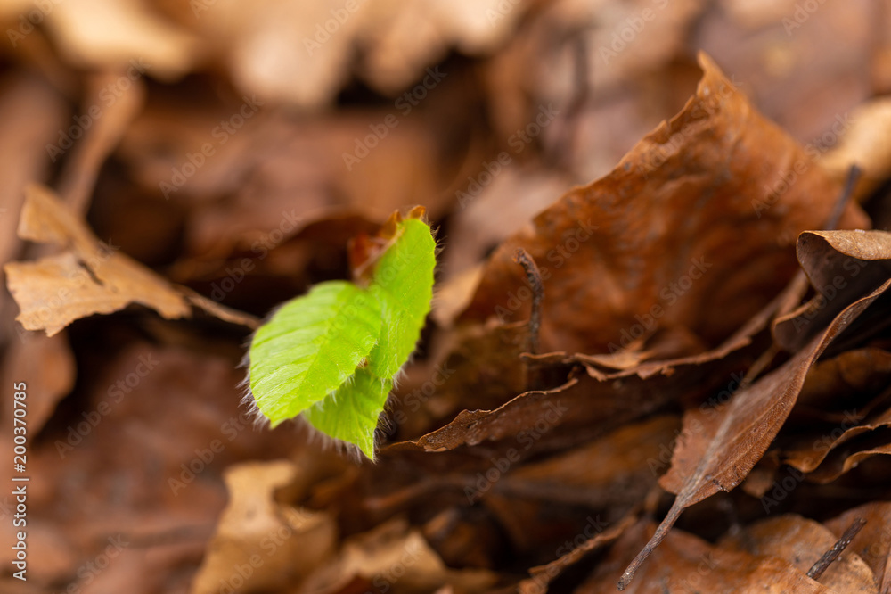 A green sprout, fallen old leaves 1 A green sprout, fallen old leaves 1