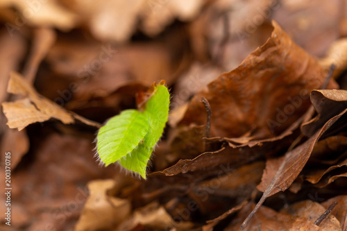 A green sprout, fallen old leaves 1