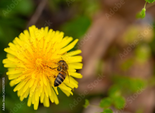 Art spring flower background with bee 1