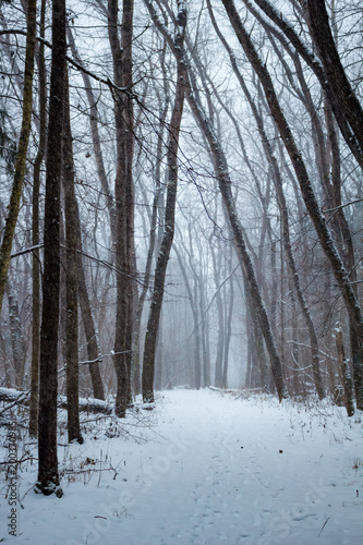 Snowstorm in the winter forest   © PhotoChur