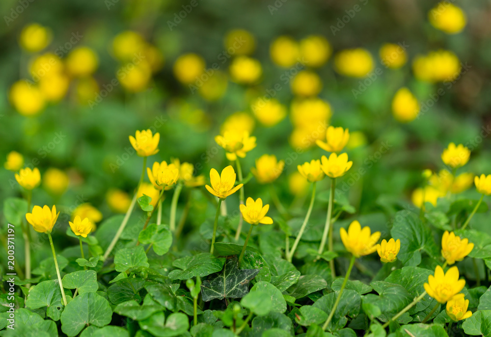 Beautiful small yellow field flowers