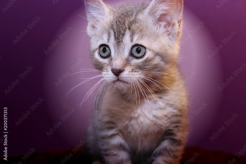 Fototapeta premium CUTE GRAY TABBY KITTEN