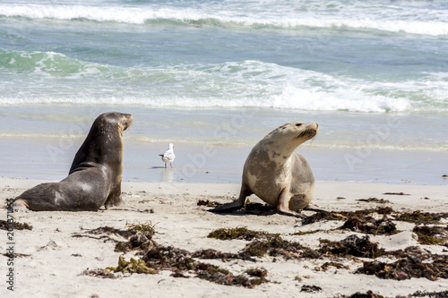 Cute Australian Sea Lions (Neophoca cinerea) on Kangaroo Island coastline, South Australia , Seal bay