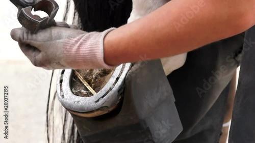 Hufschmied nimmt altes Hufeisen ab