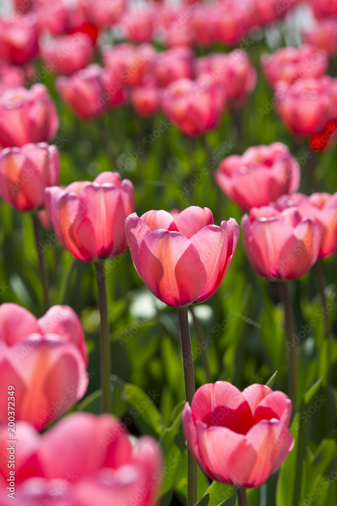 Tulpen Menton