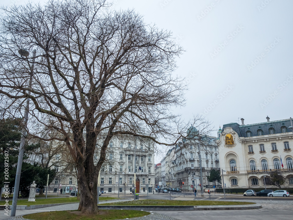 big tree cityscape in winter season , Vienna Austria