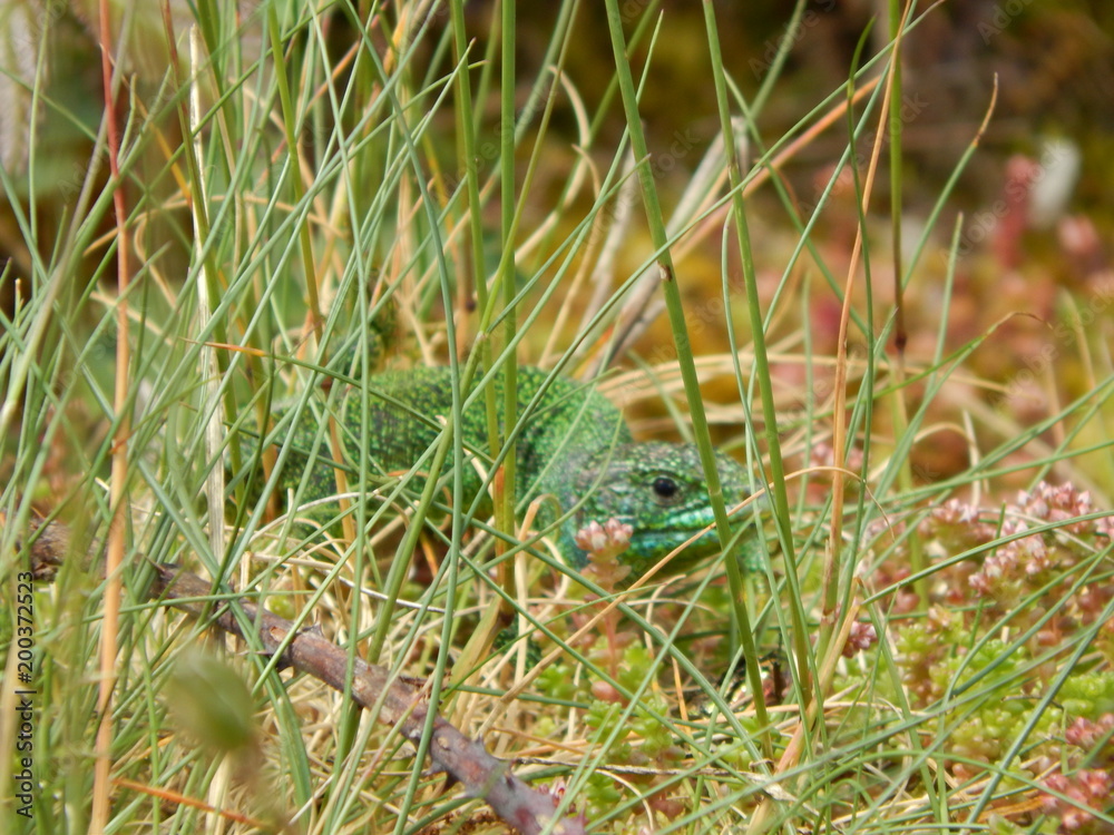 Obraz premium Nuances de vert