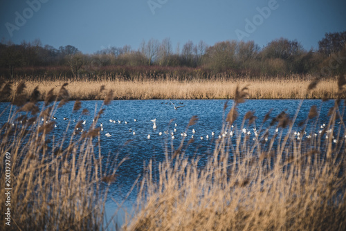 Teich am Morgen